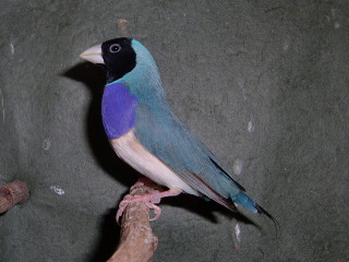 胡錦鳥 ブルー画像